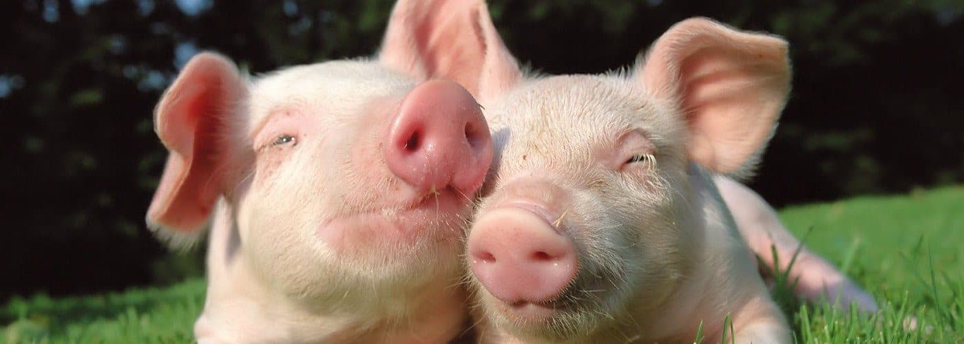 Tools to Support Porcine Stress Management