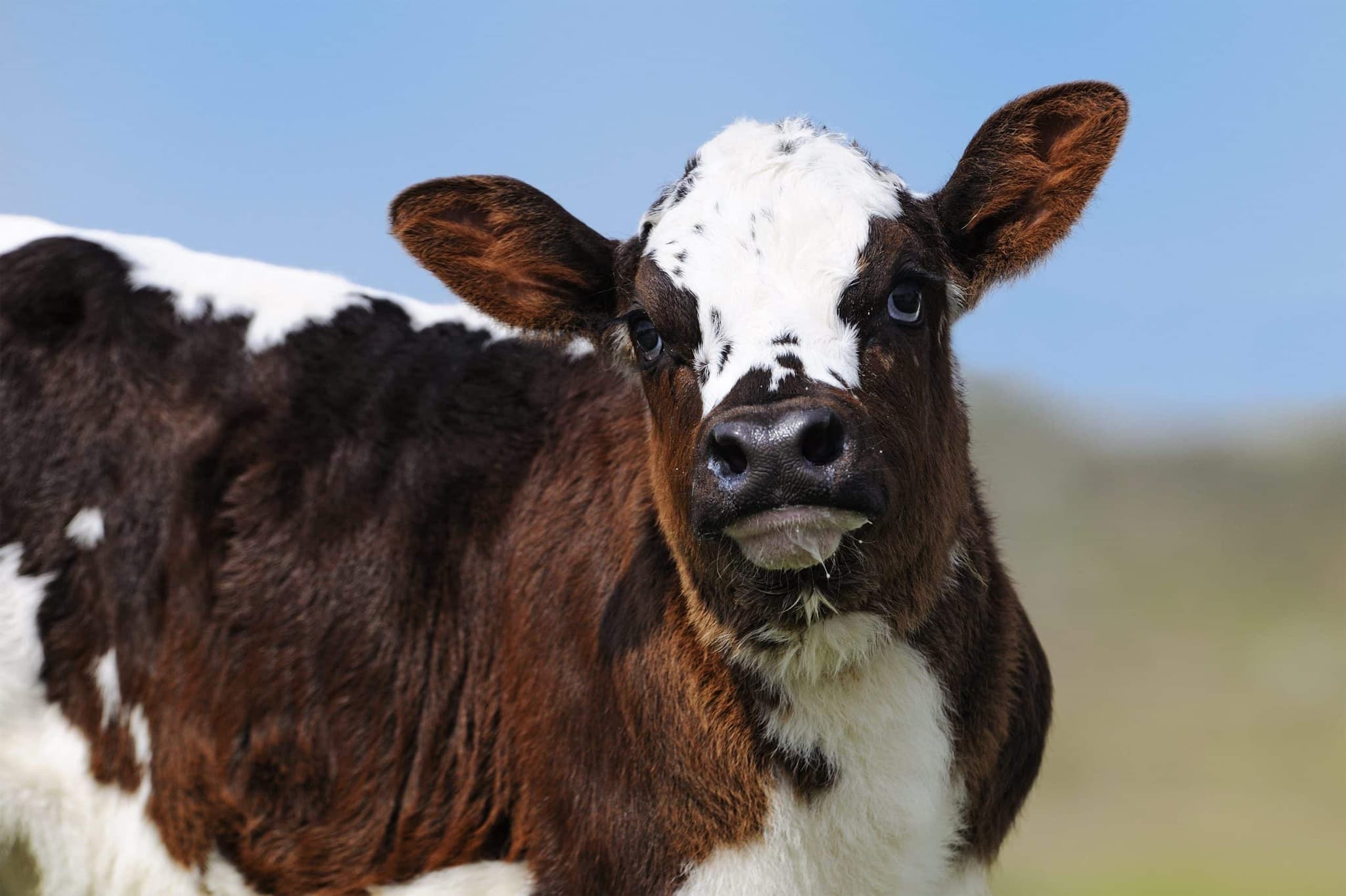 Bovine Stress Management