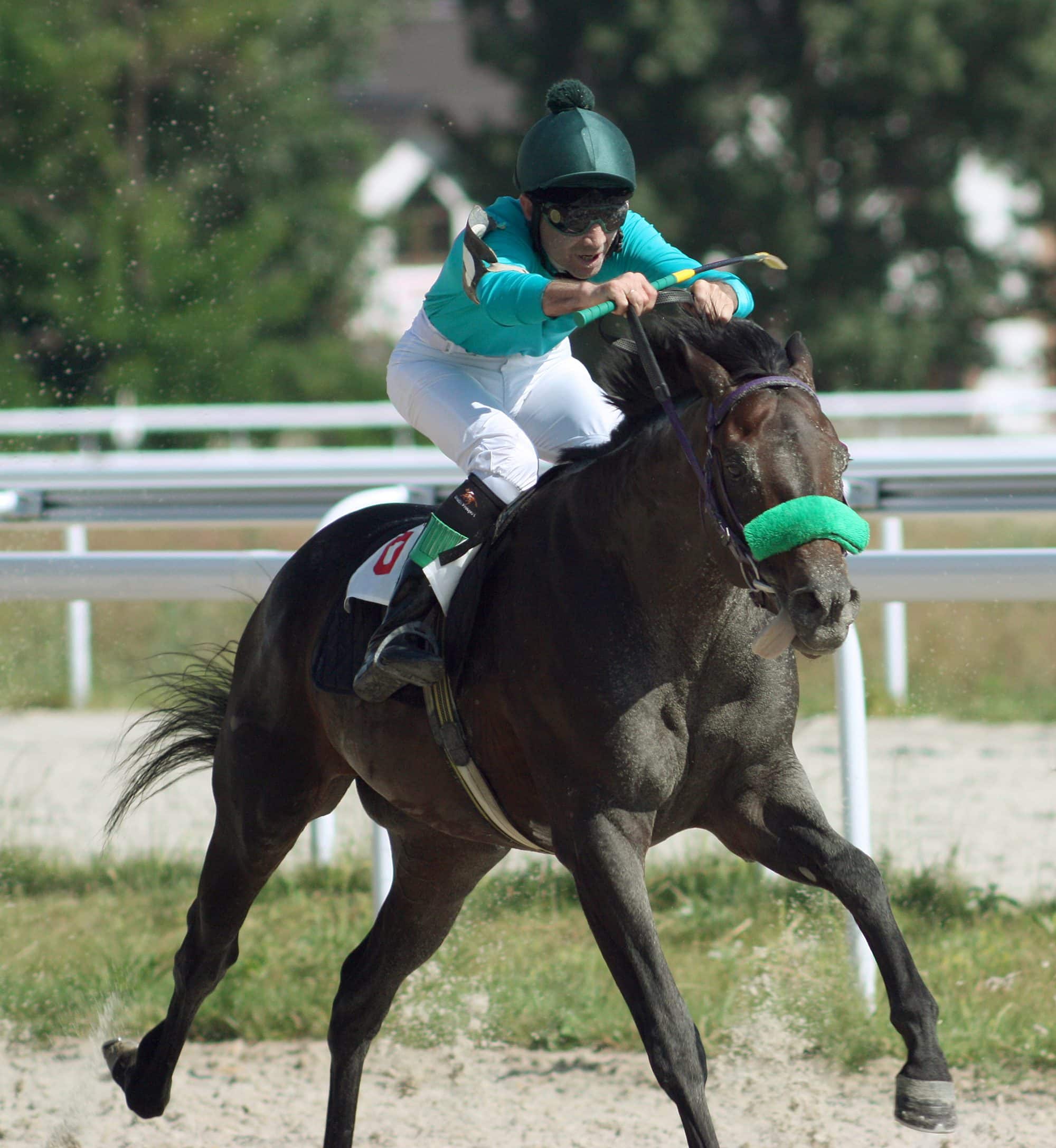Equine Vet Health Management