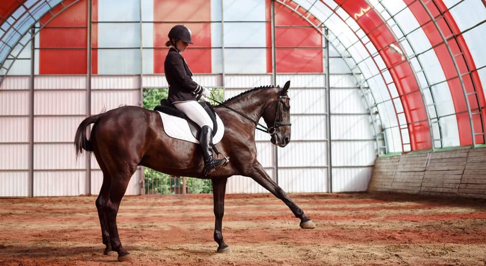 Equine Vet Health Management