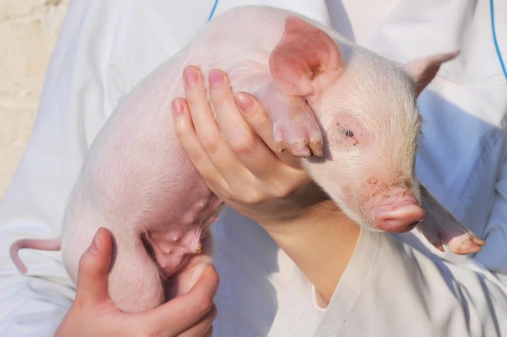 Tools to Support Porcine Stress Management