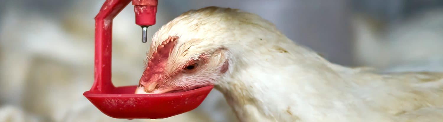 Poultry Stress Management