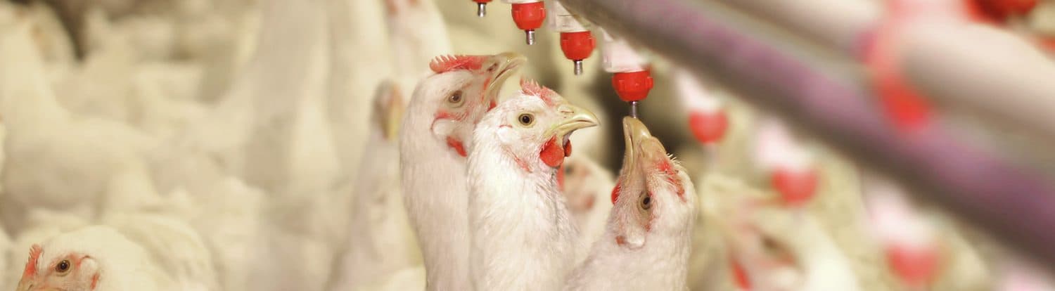 Poultry Stress Management