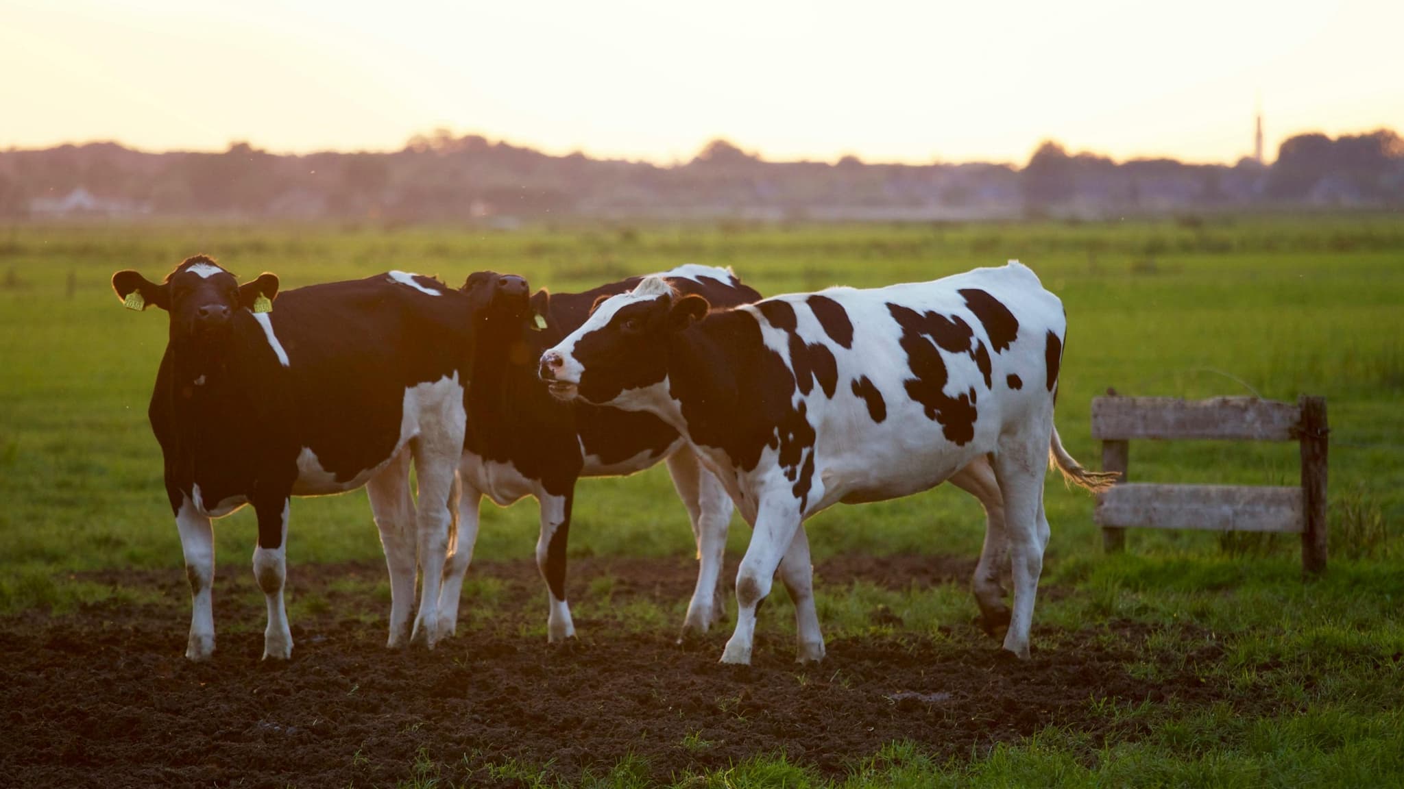 Why You Should Use DectoGard™ Pour-On for Bovine Parasite Control