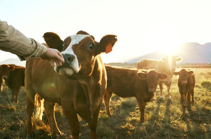 Why is Experience Important When Choosing Animal Health Products?