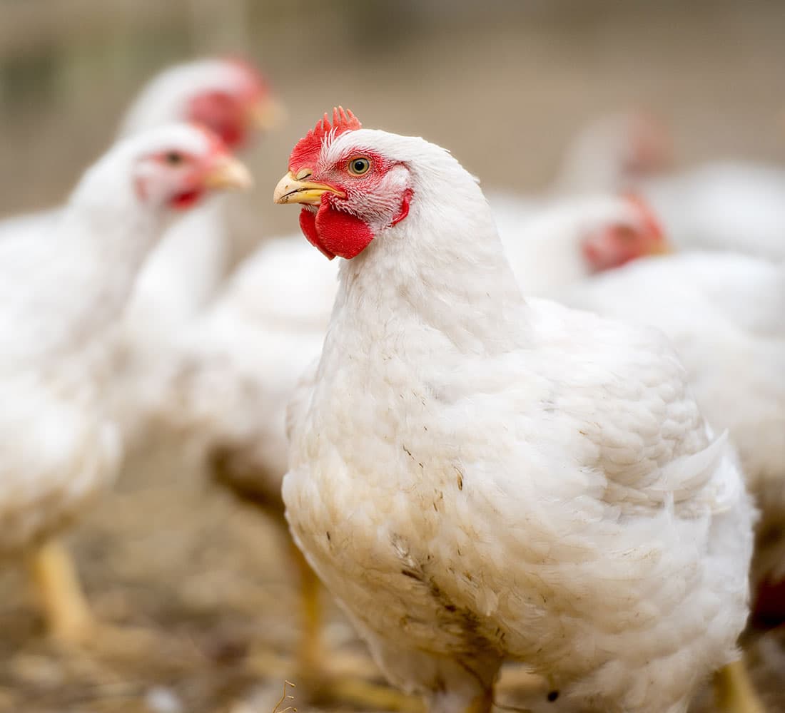Supporting Poultry Health Management