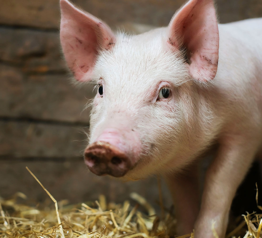 Support for Effective Estrus Management