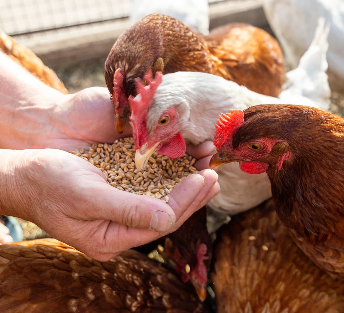Smarter Poultry Flock Management Starts Here