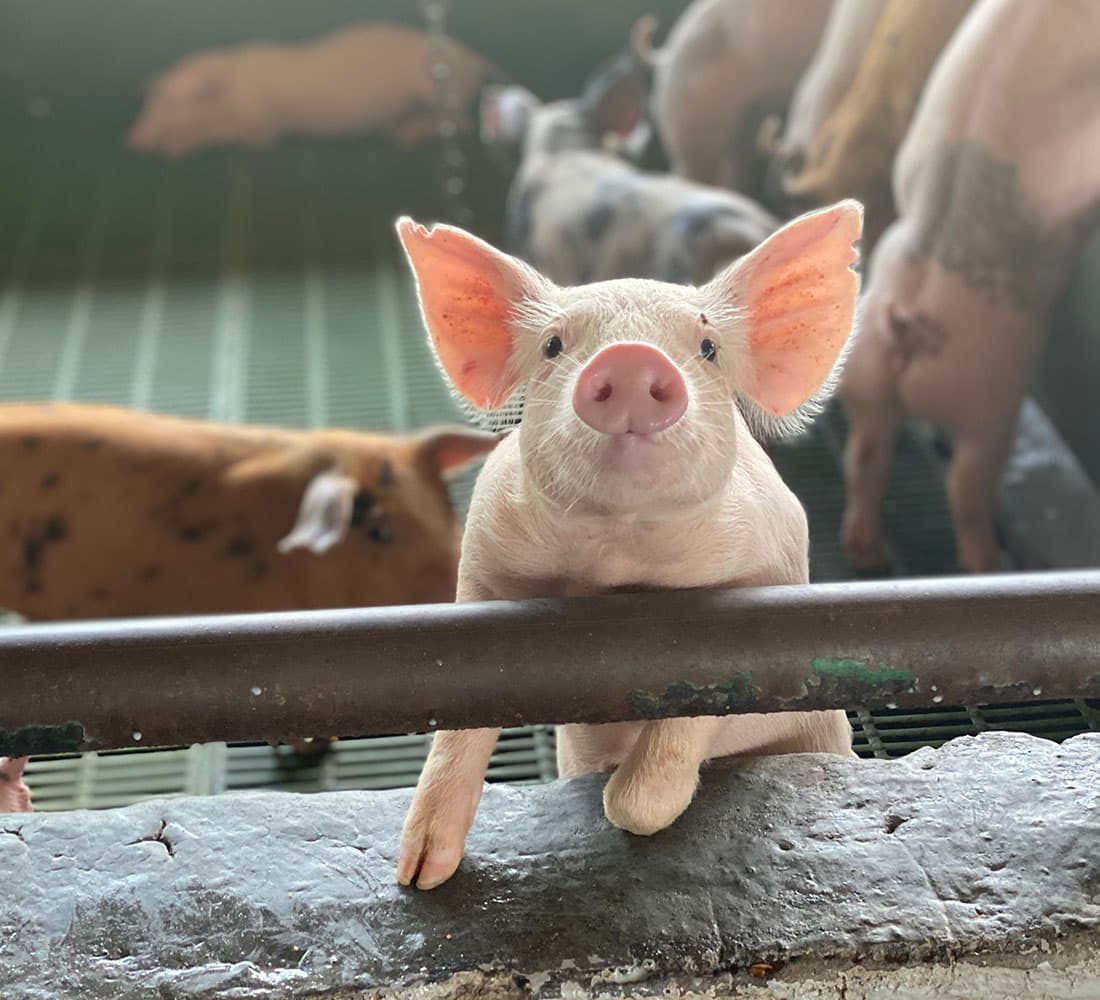 Focused on Porcine Reproductive Health