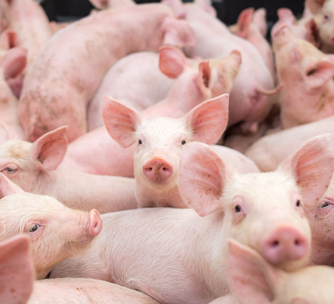 Focused on Porcine Reproductive Health