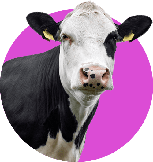 View Bovine pharmaceutical products and solutions