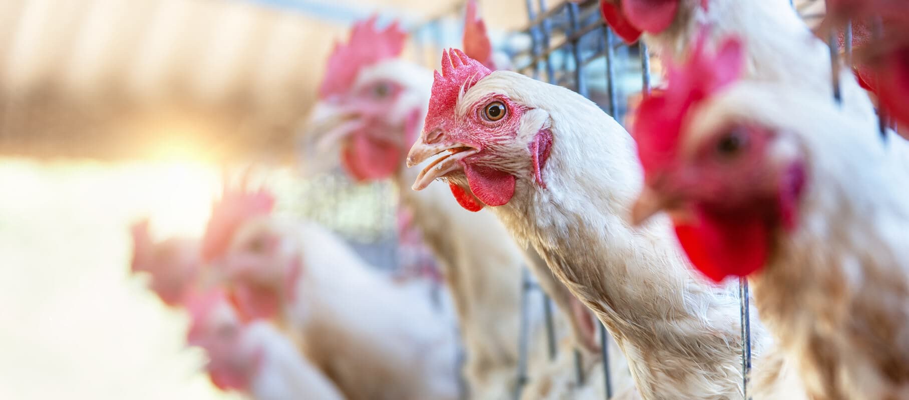 Poultry Stress Management