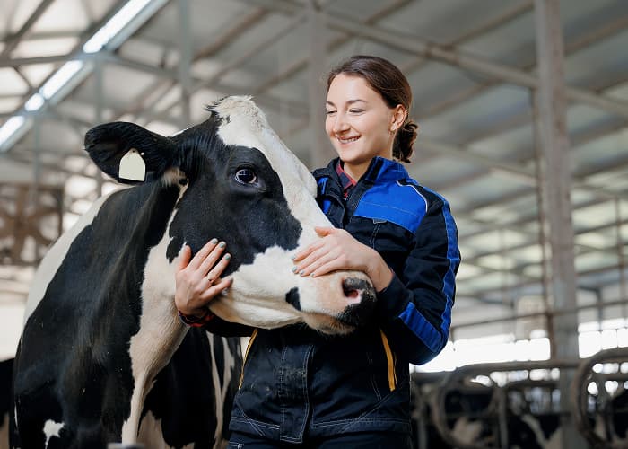 Bovine Health Management