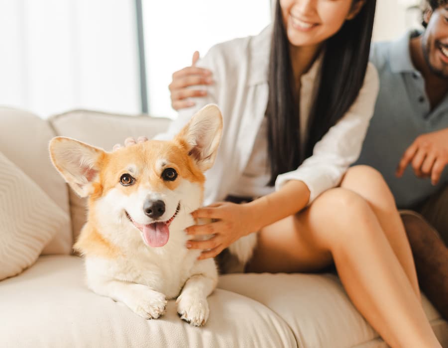 Parasite Management for Companion Animals