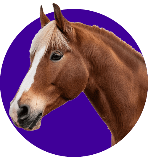 View Equine pharmaceutical products and solutions