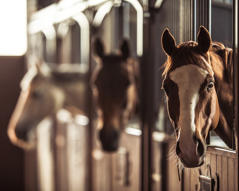 Equine Vet Health Management