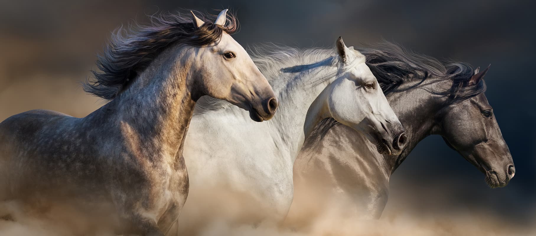 Equine Excellence: Health & Care by Aurora