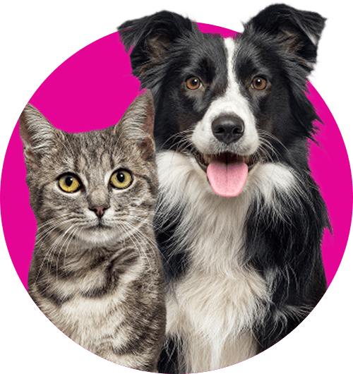 View Pets pharmaceutical products and solutions