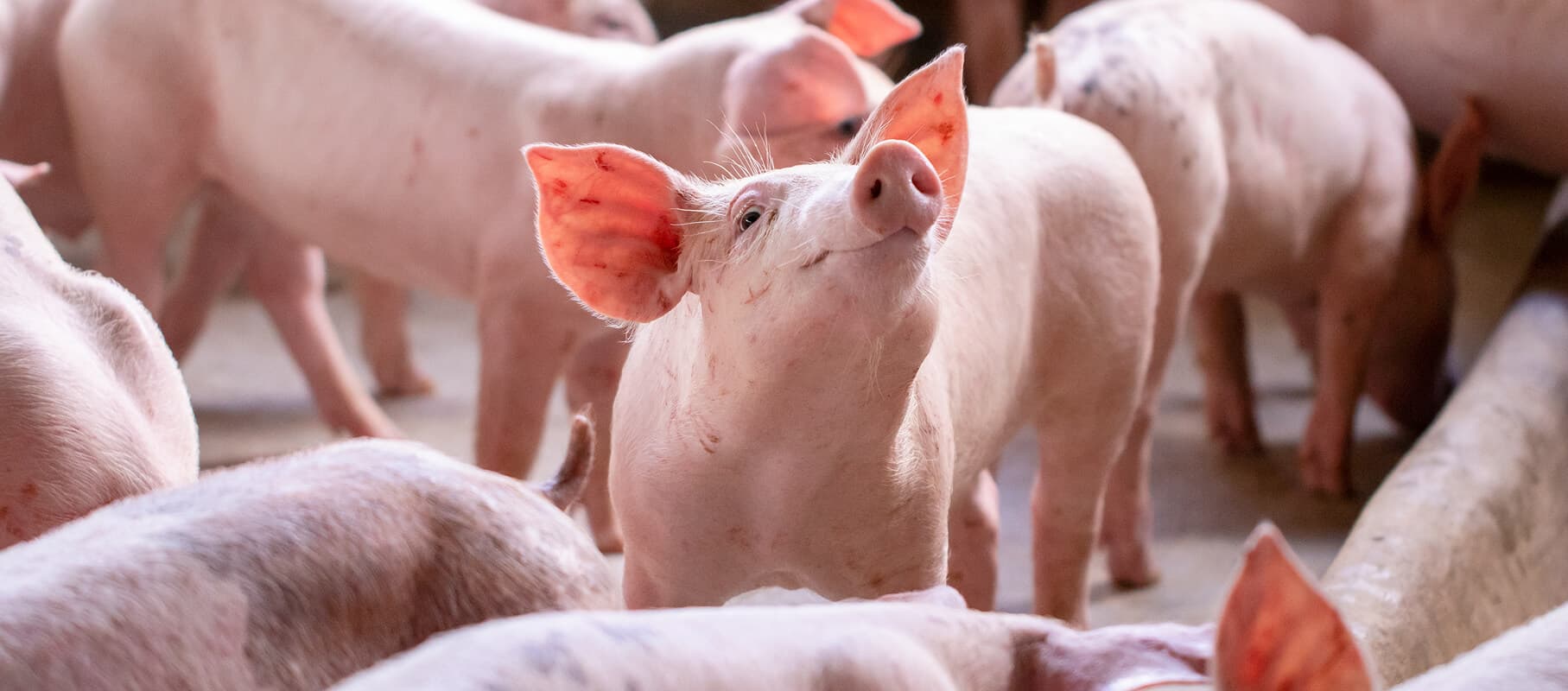 Tools to Support Porcine Stress Management