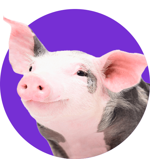 View Porcine pharmaceutical products and solutions