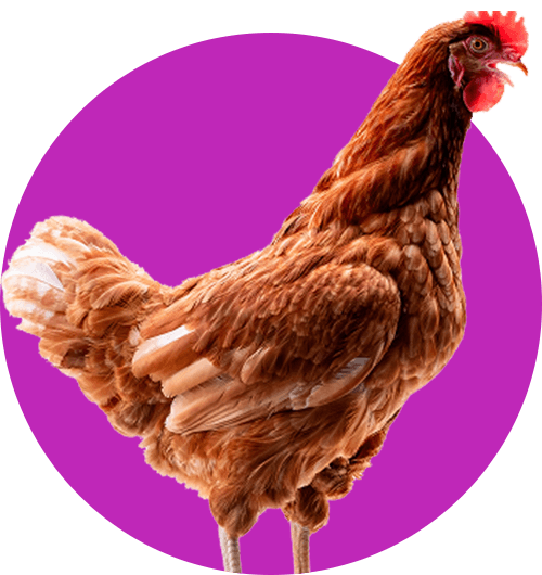 View Poultry pharmaceutical products and solutions