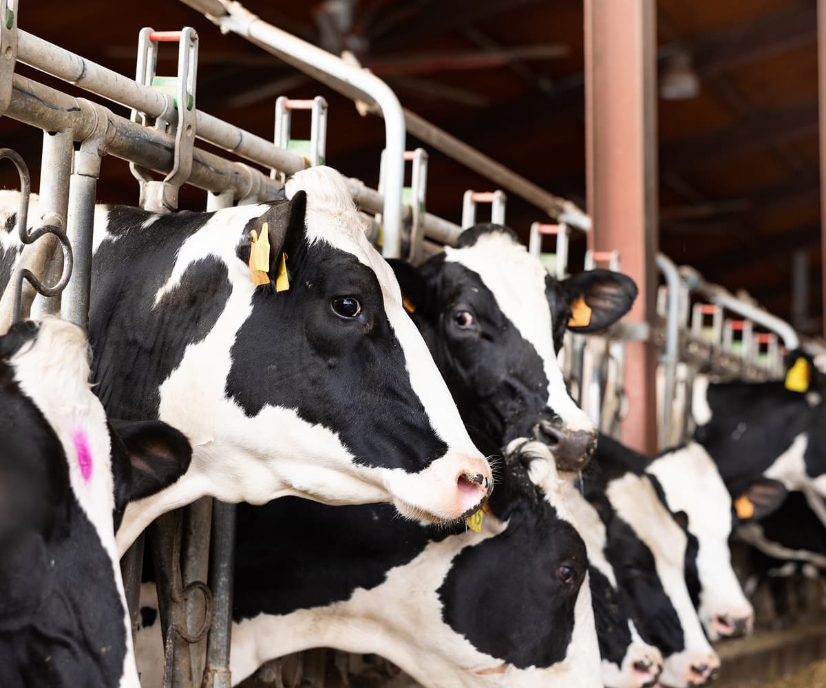 Bovine Health Management