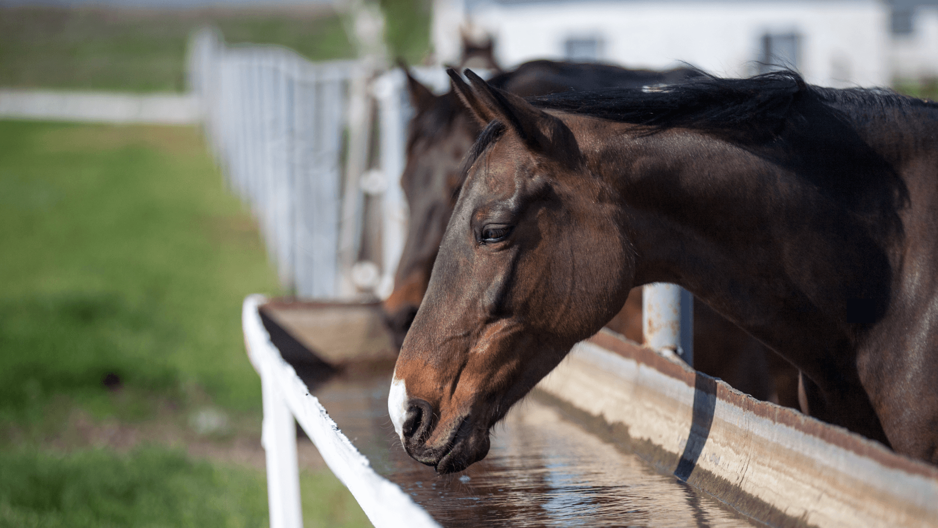 Keep Livestock Cool and Healthy with Proper Hydration